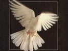 Various - Songs Of Faith And Inspiration (3-LP) - Vinyl Country