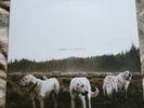 Foxing - The Albatross Vinyl LP Green/Cream Variant