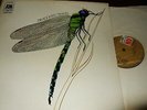 THE STRAWBS : DRAGONFLY LP 1970 A&M AMLS 970 UK