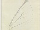 MOTHS - FRUITS DE MER - CAT NUMBER FRIENDS OF THE FISH 20 - 35 ONLY LATHE CUTS