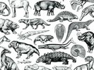 Moschops - Skratch Fossils Skipless Scratch Vinyl CUT and Paste Records 12