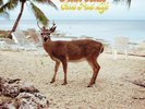 Fruit Bats Gold Past Life New Vinyl Black, Digital Download