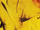 CRUMB - Jinx - Vinyl (translucent yellow vinyl LP)