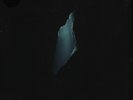 BALAM ACAB Wander LP *SEALED* walls four tet flying lotus holy other haxan cloak