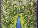 The Bluetones 