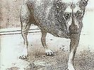Alice In Chains  Self Titled GREEN  Vinyl 2 LP Three Legged Dog GATEFOLD cease