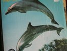 Orange Juice - You Can't Hide Your Love Forever - RSD Reissue Vinyl LP - Nr Mint