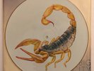 Scorpions - Big City Nights - 1984 UK Picture Disc (NM) Ultrasonic Clean