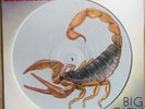 Scorpions - Big City Nights White Picture Disc Vinyl Record (1984) Rare Unplayed