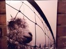 Pearl Jam: Vs. (VINYL)