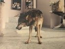 GRINDERMAN - Grinderman 2 - Vinyl - **** - RARE Nick cave