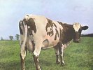 PINK FLOYD - ATOM HEART MOTHER - 12