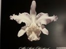Vinyl Lp record, Kings of Leon, Aha shake heartbreak, original clear double 10