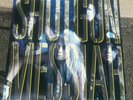 LP 33GIRI -SHOTGUN MESSIAH -PARI AL NUOVO