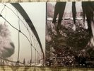 Pearl Jam Vs Sealed Gatefold Vinyl LP Includes Dissident & Daughter