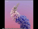 FLUME SKIN MOM + POP MP248-1 2016 US, SEALED, PURPLE SWIRL 180G GATEFOLD 2LP