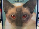 Blink 182 - Cheshire Cat - Original - New Old Stock - Red Eyes LP Vinyl Record
