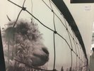 Pearl Jam VS. LP 180 gram pressing 2011 (SEALED)