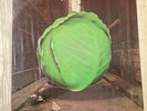 The Meters-“Cabbage Alley” Vinyl LP VG Reprise Records 1972 Reprise MS2076