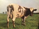 PINK FLOYD,ATOM HEART MOTHER Lp Vinyl