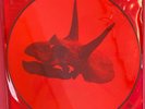 Alice In Chains-The Devil Put Dinosaurs Here 2xLP (L.E picture disc) **NEW **