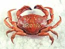 MARIACHI EL BRONX (10 YEAR ANNIVERSARY EDITION) (Importación USA) VINYL LP NUEVO