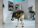 Grinderman 2 by Grinderman (2010) [LP] With Inserts Import