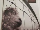 Pearl Jam ?= Vs = Sealed Album = Reissue 2011 = Remastered = 180 Gram = Gatefold