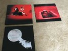 white stripes elephant