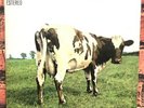 DISCO VINILO - PINK FLOYD - ATOM HEART MOTHER