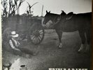 Triple C Ranch Chuck Wagon Stage Show Tucson Arizona Private LP Shrink NM Vinyl