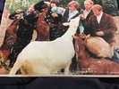 The Beach Boys Pet Sounds OG Mono Vinyl LP