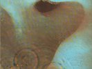 PINK FLOYD-LP- MEDDLE- HARVEST 1C072...FOC- GERMANY-