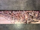 Vintage Queen bicycle Race poster Insert Excellent Condition