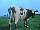 Pink Floyd ?– Atom Heart Mother LP 1970 lesen   German first press Hör Zu