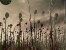 Dead Can Dance - Anastasis(Limited 2x180g Vinyl ), Pias