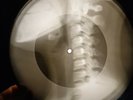 Beatles - And I Love Her X-RAY OF THE USSR RECORDING X-RAY BONE