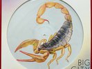 Scorpions - Big City Nights - Picture Disc - 1984 UK Emi-Harvest Vinyl