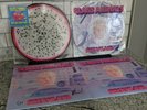 GLASS ANIMALS - Dreamland Limited Autographed Bundle Tokyo Drifting RSD Vinyl