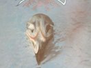 The Eagles - Their Greatest Hits - vinal Record