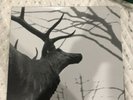 AGALLOCH - THE MANTLE 2x LP CLEAR METAL RARE GRAU