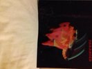 BLACK SABBATH Paranoid (Large Swirl Vertigo UK Original LP 1970.6360 011 used