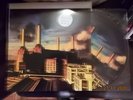 LP Pink Floyd - Animals ( picture disc ) vinyl record