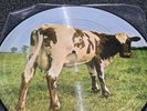 Pink Floyd Atom Heart Mother Picture Disc