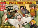 Steve Martin &  Steep Canyon Rangers - Rare Bird Alert Exclusive Vinyl LP Record