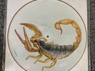 Scorpions Lp 12”  Picture Disc Big City Nights 1984 V. G Harp 5231