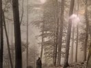 New Sealed Taylor Swift Folklore in the trees Edition Deluxe Beige Vinyl Album