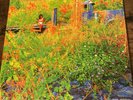 Jhené Aiko “Trip” Orange Translucent Vinyl Urban Outfitters Exclusive Very Good+