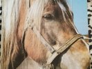 Terveet Kadet - TK - The Horse LP