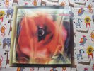 LOVE AND MONEY DOGS IN THE TRAFFIC ORIGINAL 1991 FONTANA RECORDS UK VINYL LP